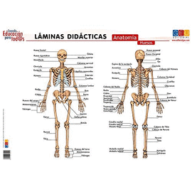 L�MINA DID�CTICA ANATOM�A. CUERPO HUMANO. HUESOS