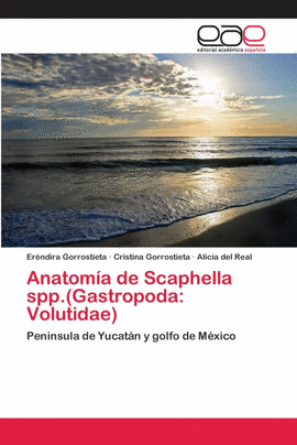ANATOM�A DE SCAPHELLA SPP.(GASTROPODA: VOLUTIDAE)