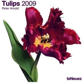 TULIPS 30 X 30 CALENDARIO / 09