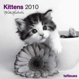 KITTENS 30 X 30 CALENDARIO / 10