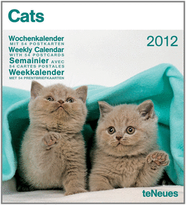 CATS WEEKLY POSTCARD CALEN 17.2X18.5  /12