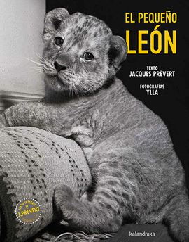 EL PEQUE�O LE�N