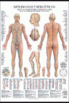MERIDIANOS ENERG�TICOS POSTER POSTERS TERAPIAS