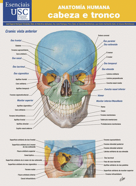 ANATOMA HUMANA