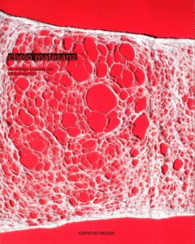 CHELO MATESANZ: AS MI�AS COUSAS EN OBSERVACI�N