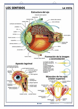 LOS SENTIDOS (LA VISTA) / LOS DIENTES