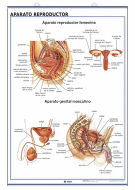 APARATO REPRODUCTOR / EMBARAZO Y CICLO MENSTRUAL