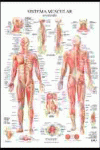 SISTEMA MUSCULAR